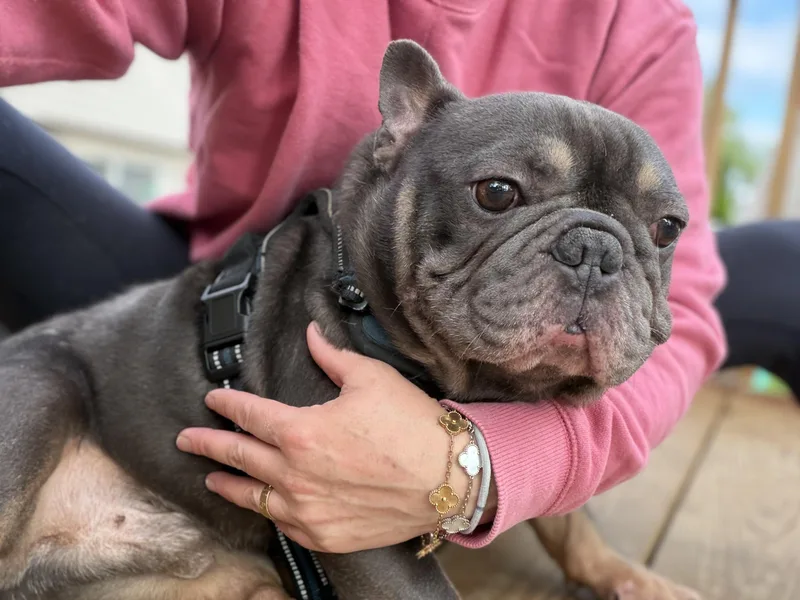 Louie thumbnail 4