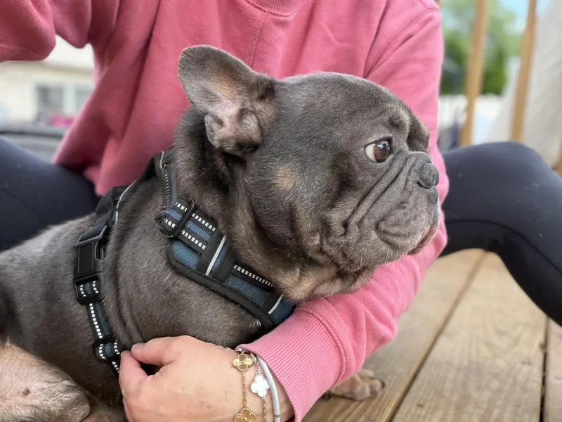 Louie thumbnail 6