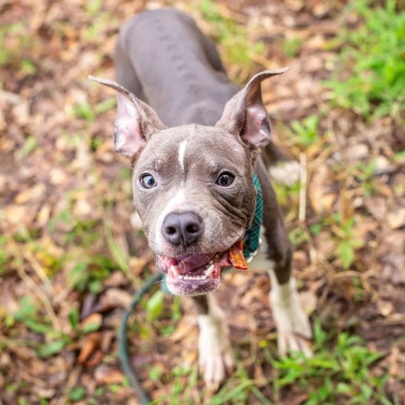 A young medium-sized male Gray / Blue / Silver American Staffordshire Terrier dog named Shopping Cart for adoption in Hattiesburg, MS