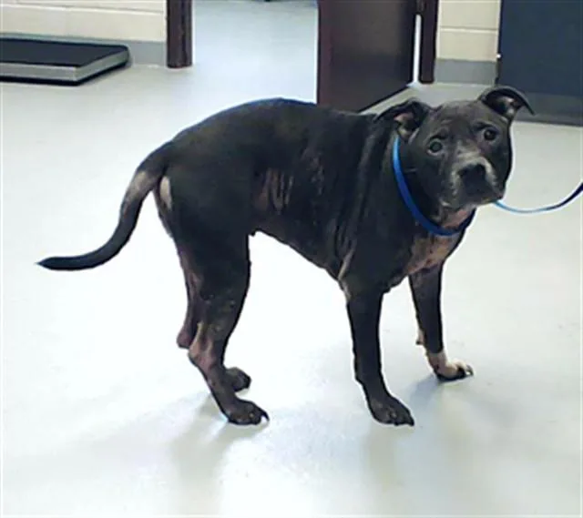 A senior medium-sized female Pit Bull Terrier dog named Princess for adoption in Fayetteville, NC