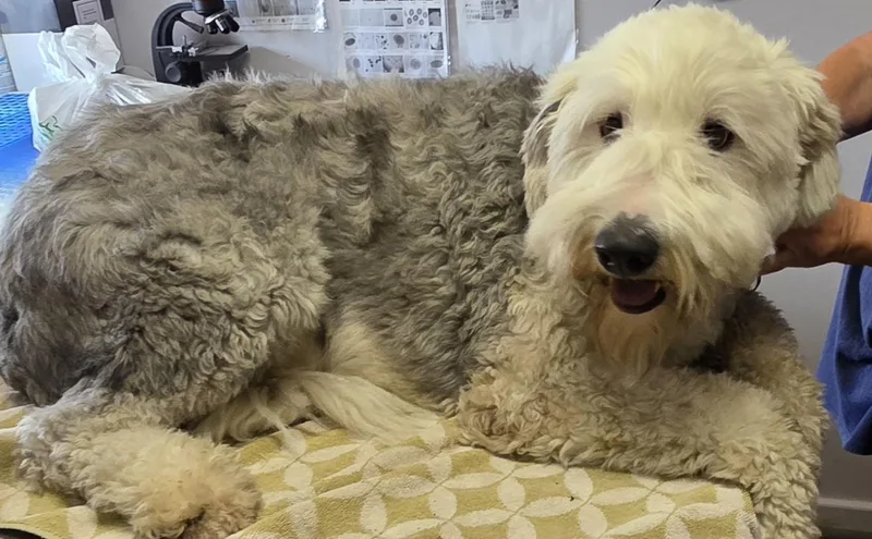 A young large-sized male Gray / Blue / Silver Old English Sheepdog dog named Vinny for adoption in Momence, IL