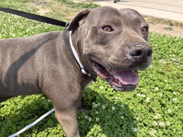 An adult large-sized male Pit Bull Terrier dog named Hippopotamus for adoption in Pueblo, CO
