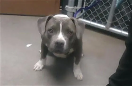 A young large-sized male Pit Bull Terrier dog named Dumbo for adoption in Phoenix, AZ