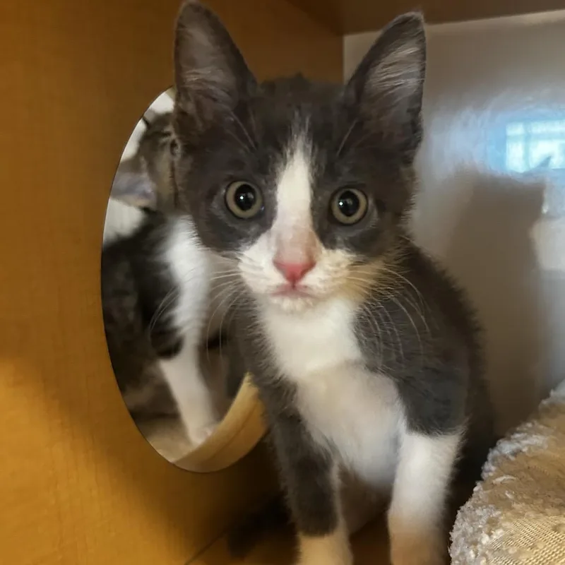 A baby small-sized male Gray / Blue / Silver Domestic Short Hair cat named Snickers for adoption in Washington Township, OH