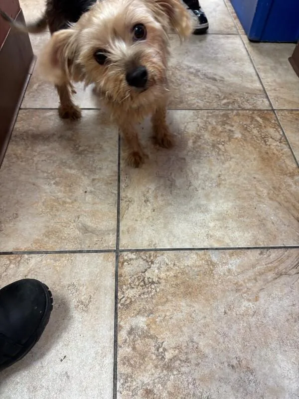 An adult small-sized male Black Mixed Breed dog named Ziggy for adoption in Cincinnati, OH