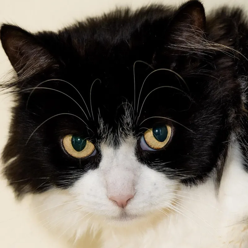 An adult medium-sized female Black & White / Tuxedo Domestic Medium Hair cat named Chloe for adoption in Victor, NY