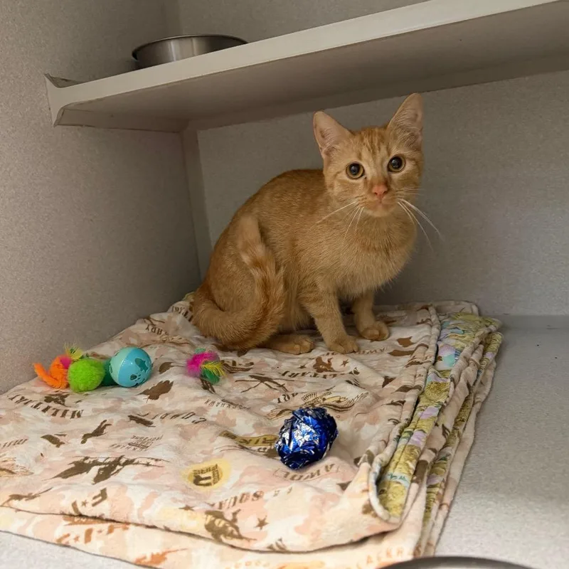 An adult medium-sized female Orange / Red Domestic Short Hair cat named Buggs for adoption in Parkersburg, WV
