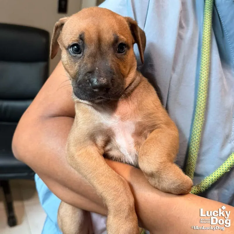 Puppy Priscilla