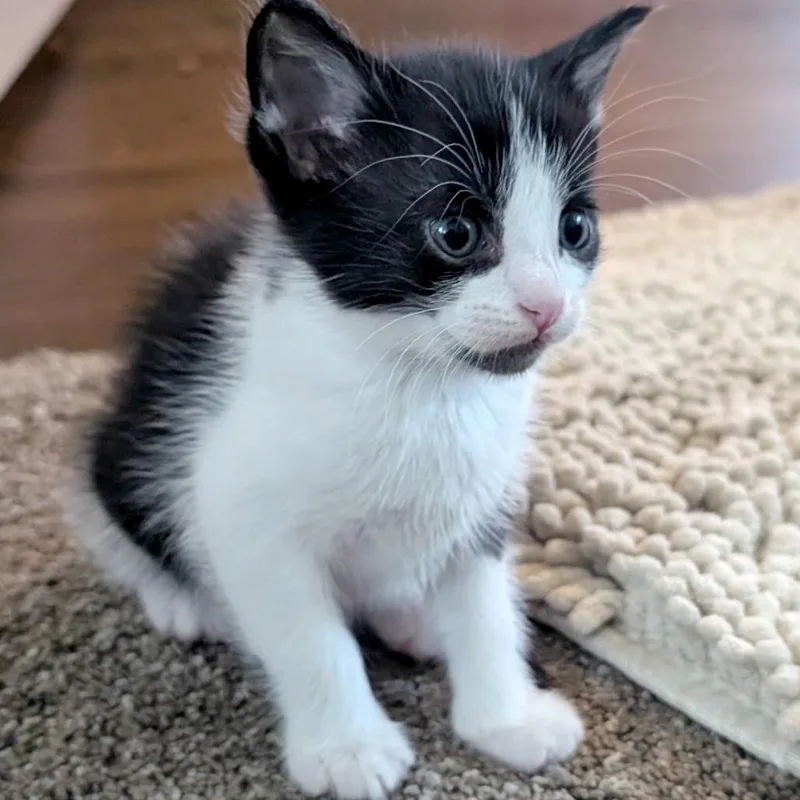 A baby small-sized male Black Domestic Short Hair cat named Xute for adoption in Austin, TX