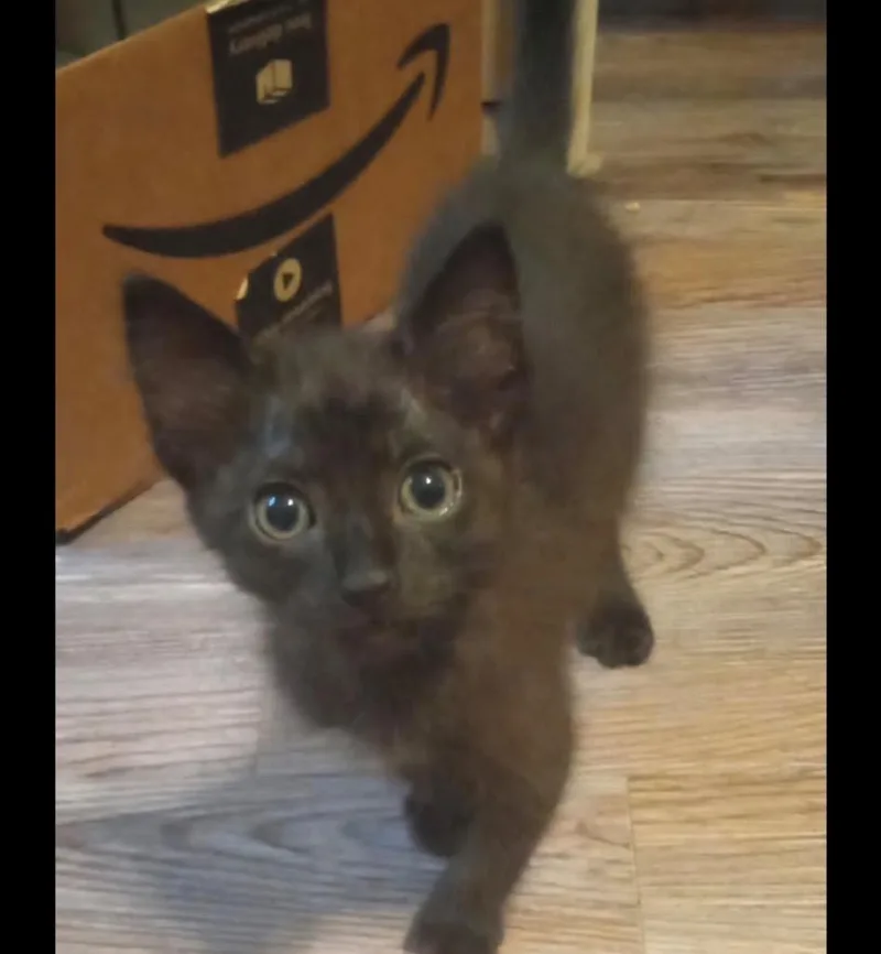 A baby small-sized female American Shorthair cat named Katrina for adoption in Darien, GA