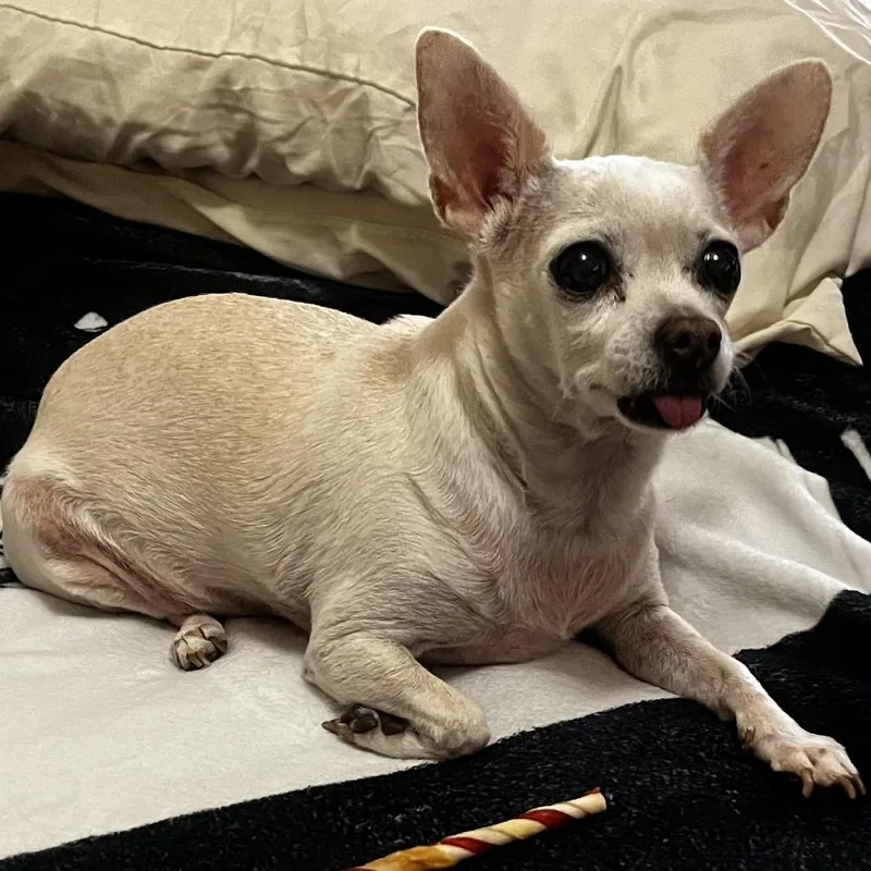 A senior small-sized female Apricot / Beige Chihuahua dog named Lucy for adoption in Corvallis, OR