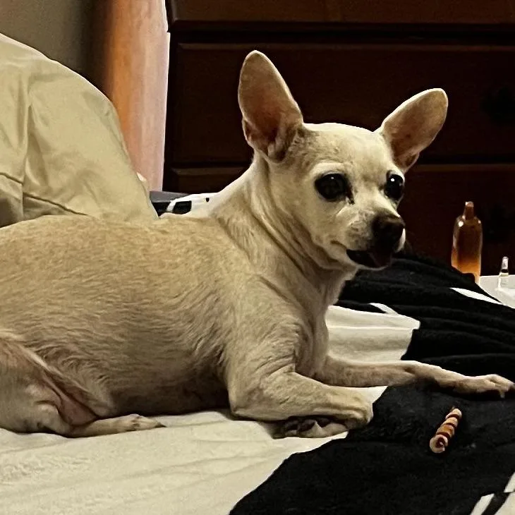 Lucy thumbnail 3