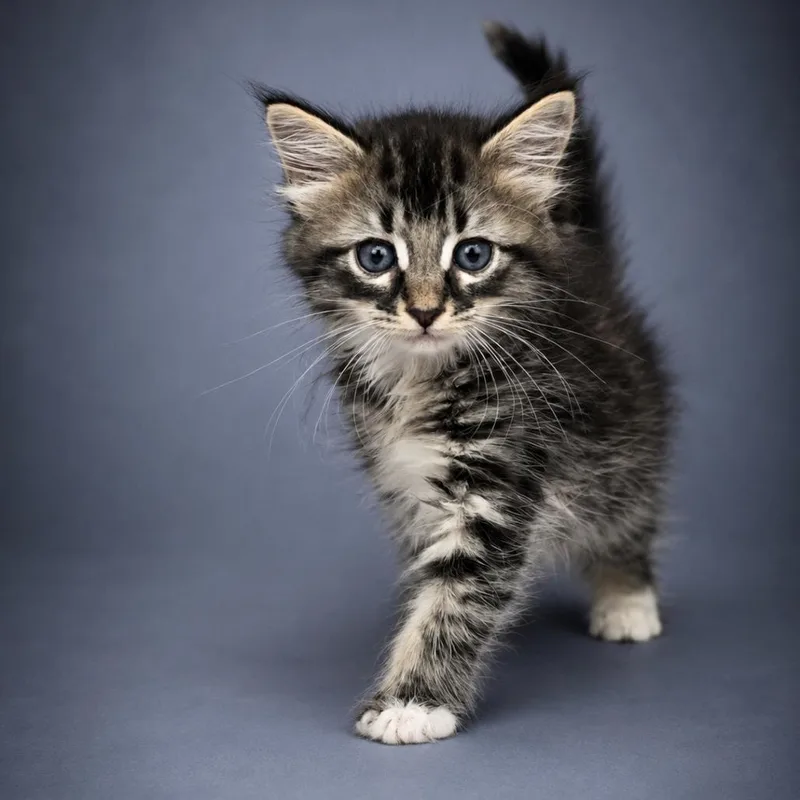 A baby small-sized female Brown / Chocolate Domestic Medium Hair cat named Stella for adoption in Newport, TN