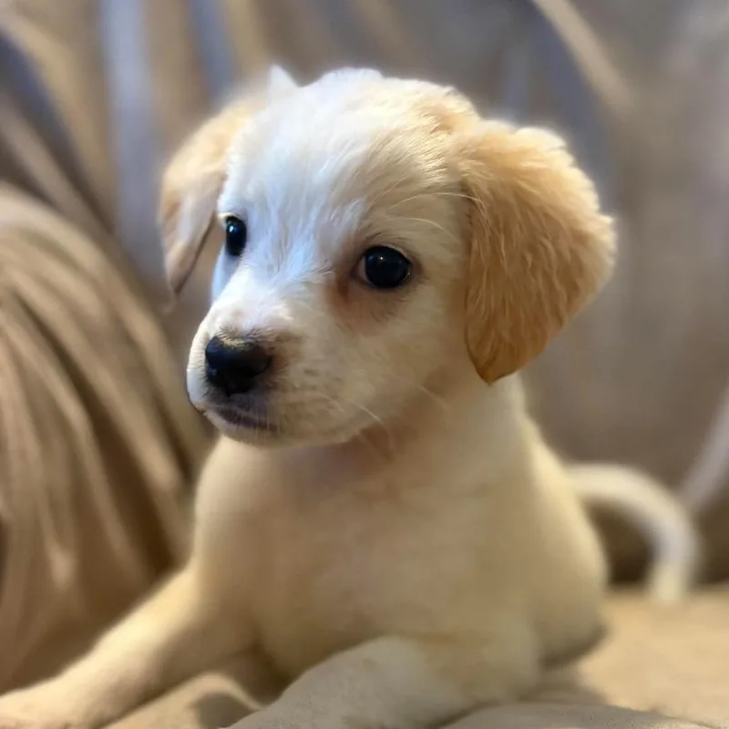 A baby small-sized female White / Cream Mixed Breed dog named Vero for adoption in Fredericksburg, VA
