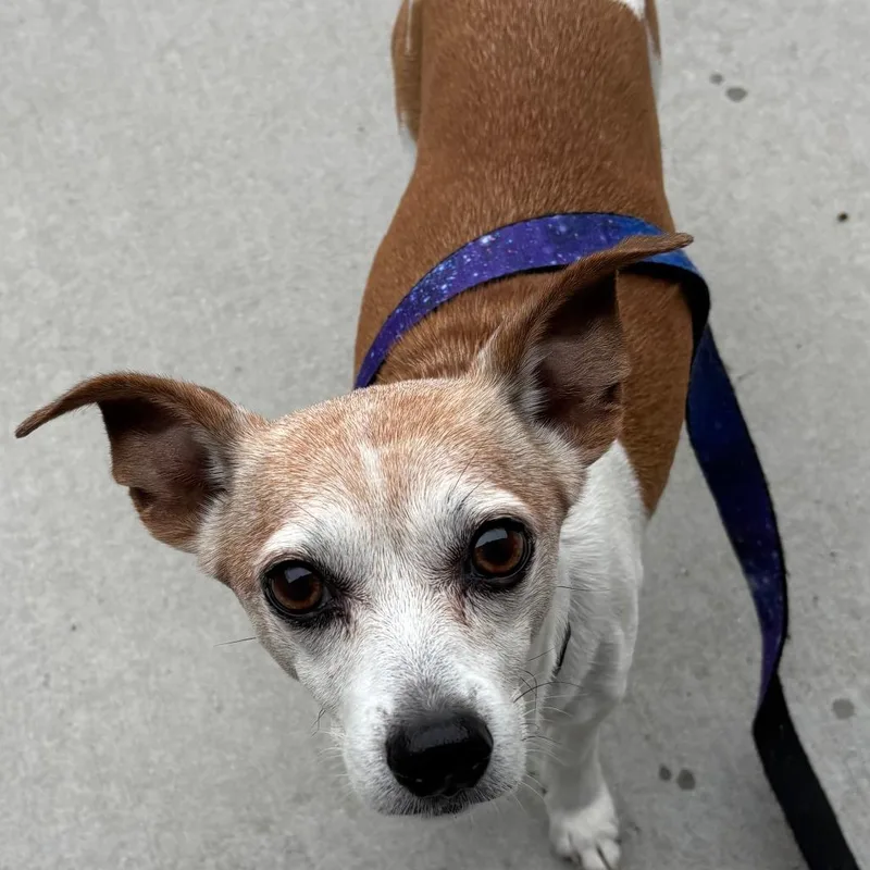 An adult small-sized female White / Cream Chihuahua dog named Fancy for adoption in Matteson, IL