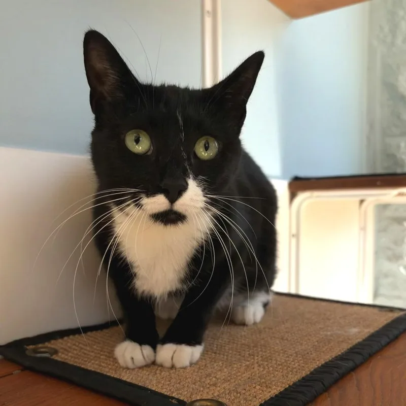 An adult medium-sized female Black Domestic Short Hair cat named Jade for adoption in Deerfield, IL