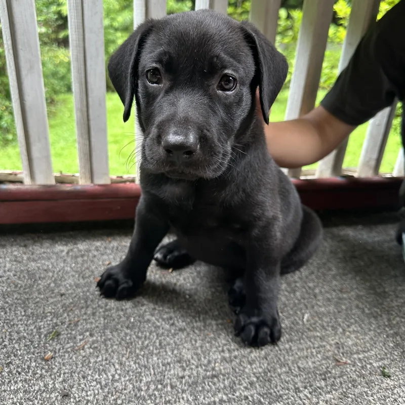 A baby large-sized female Black Labrador Retriever dog named Trixie for adoption in Charleston , WV
