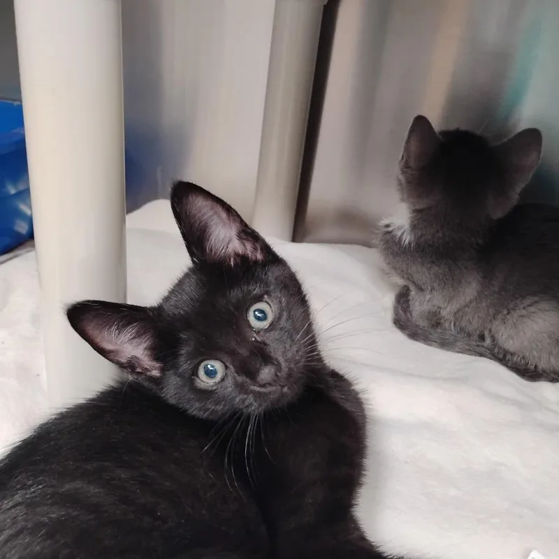 A baby small-sized male Black Domestic Short Hair cat named Snowball Ii for adoption in Wilmington, DE