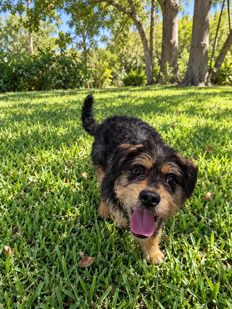 A young medium-sized male Mixed Breed dog named Salem for adoption in Boca Raton, FL