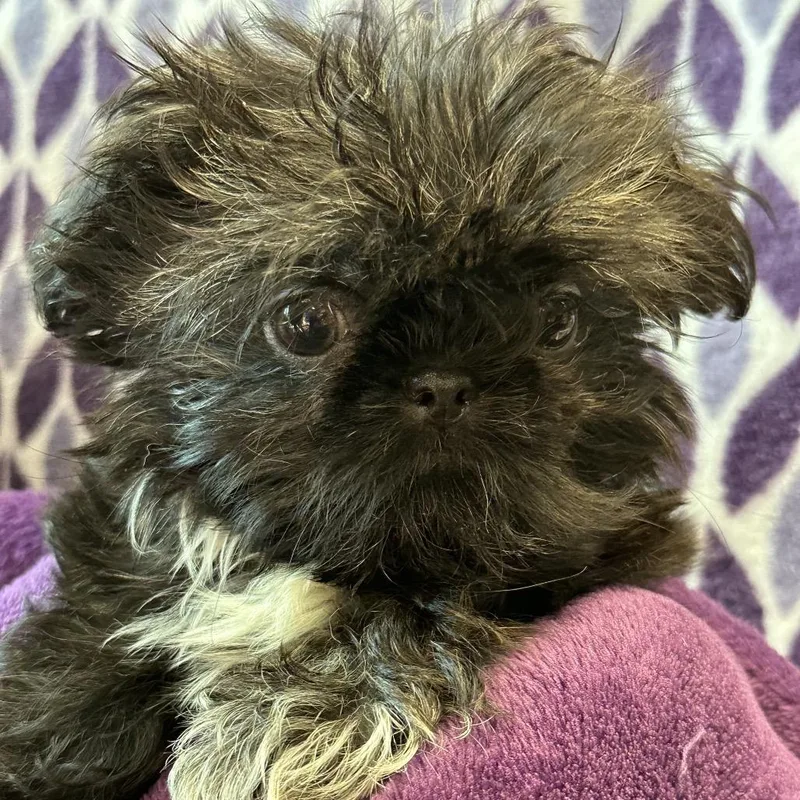 A baby small-sized male Black Shih Tzu dog named Black Shih Tzu for adoption in Dallas, TX