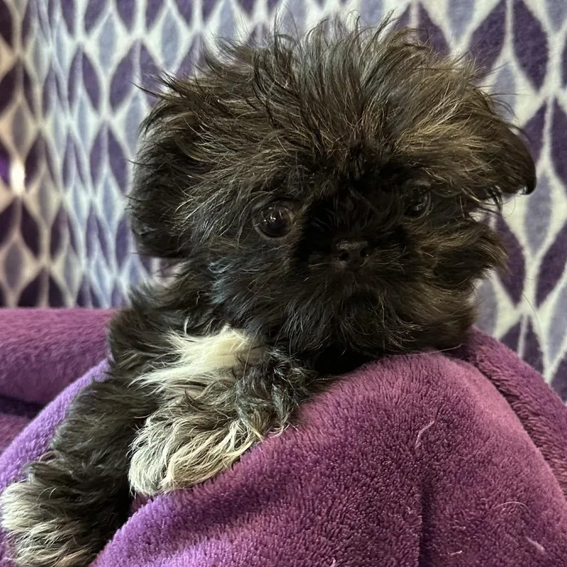 Black Shih Tzu thumbnail 2