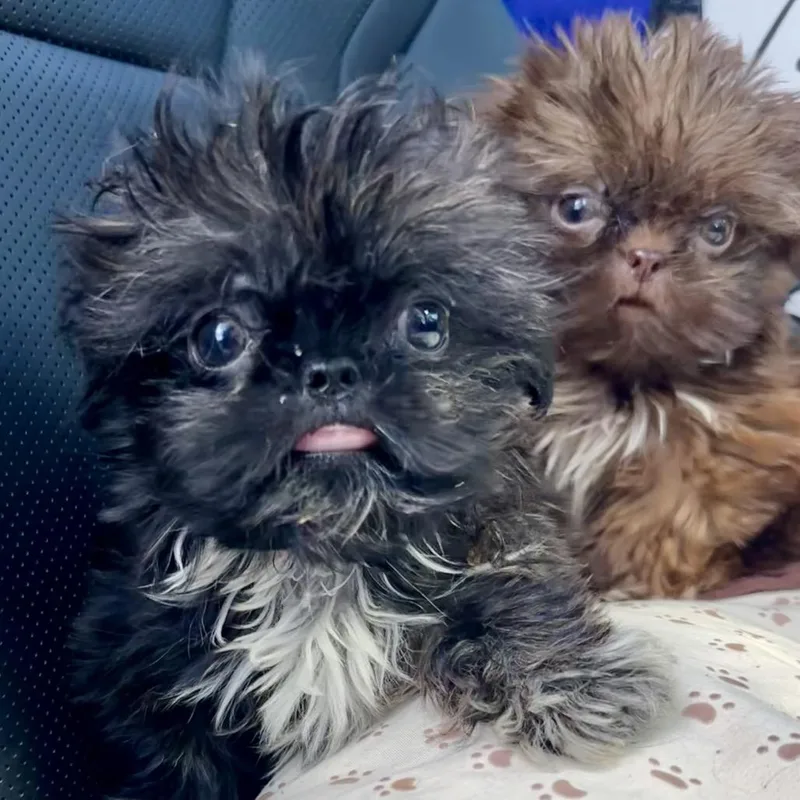 Black Shih Tzu thumbnail 3
