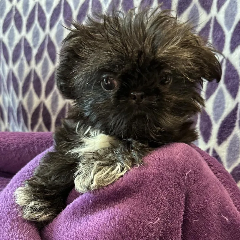 Black Shih Tzu thumbnail 4