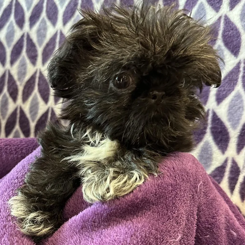 Black Shih Tzu thumbnail 5