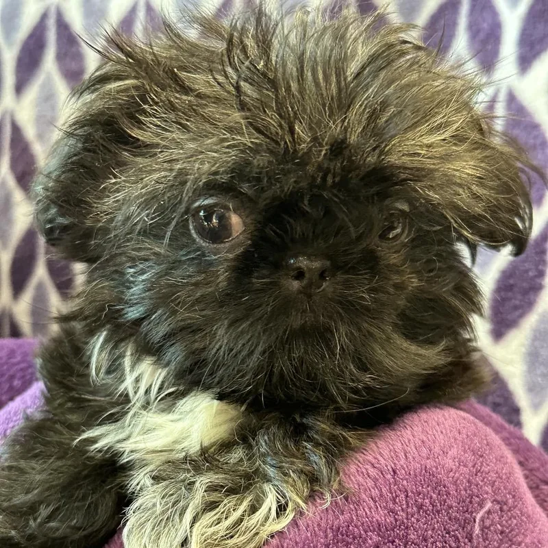 Black Shih Tzu thumbnail 6