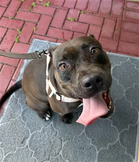 An adult large-sized female Terrier dog named Luna for adoption in Miami, FL