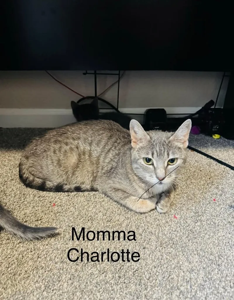 A young medium-sized female Domestic Short Hair cat named Charlotte for adoption in Reno, NV