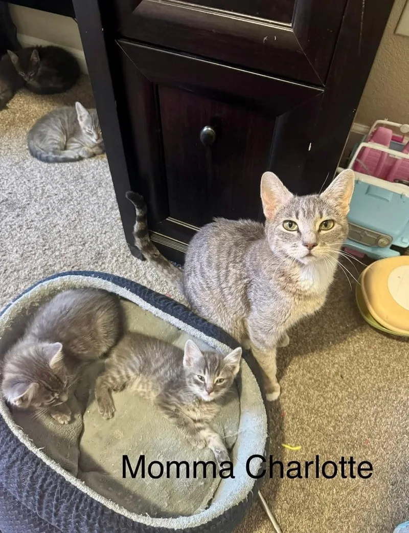 Charlotte thumbnail 2