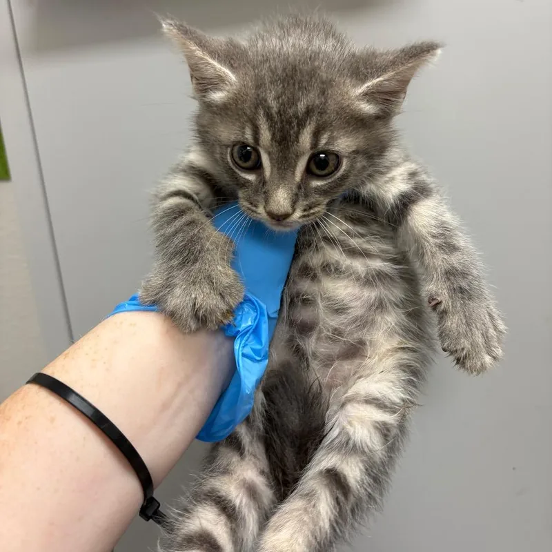 A baby small-sized male Gray / Blue / Silver Domestic Short Hair cat named Sloppy Joe for adoption in Columbiana, AL