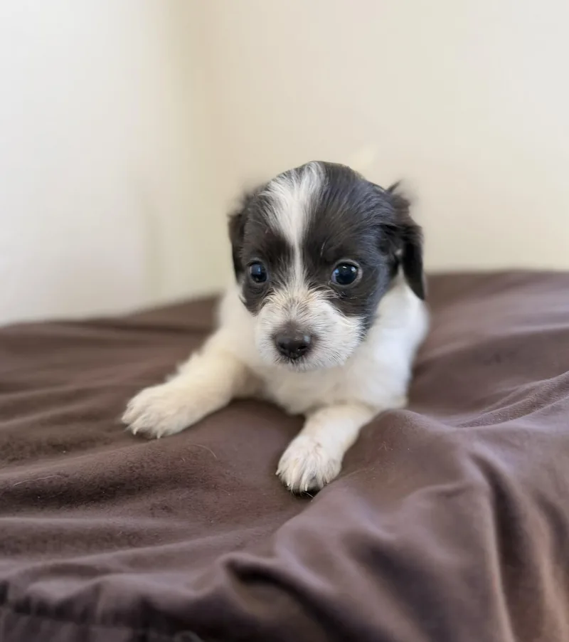 Ottis thumbnail 2