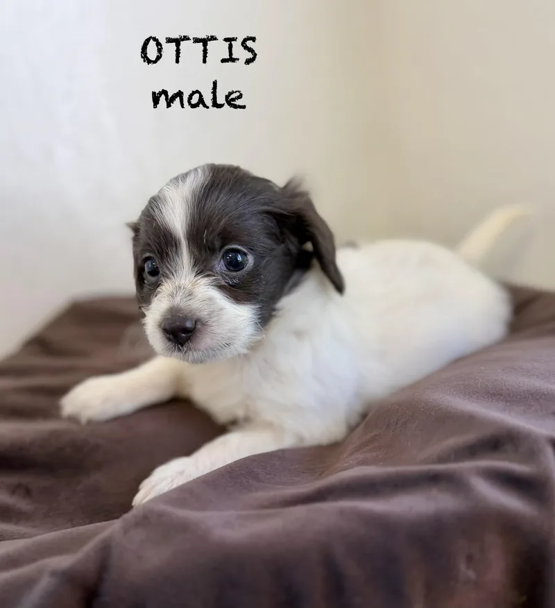 Ottis thumbnail 3