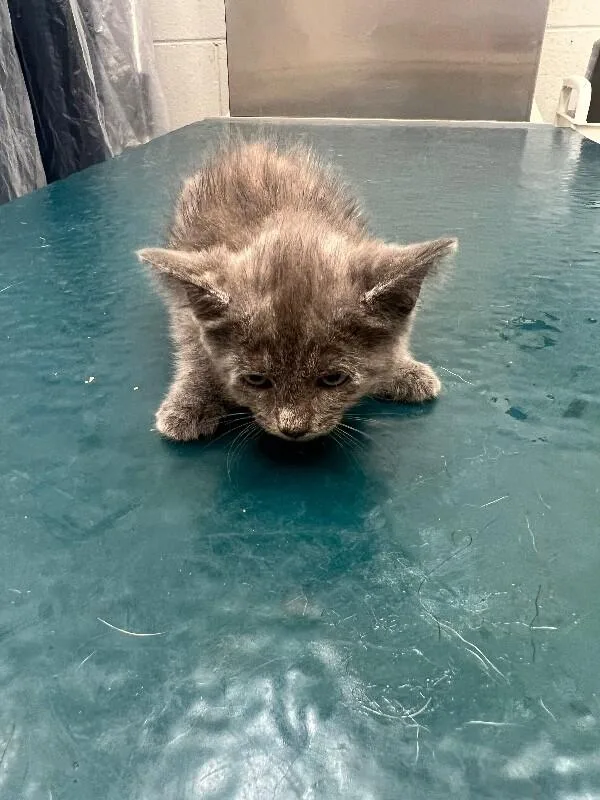 A young medium-sized female Tortoiseshell Domestic Short Hair cat named Goldie for adoption in Mobile, AL