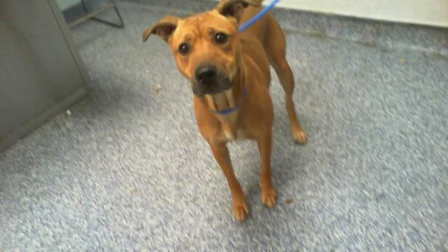 A young medium-sized female Pit Bull Terrier dog named A for adoption in Charlotte, NC