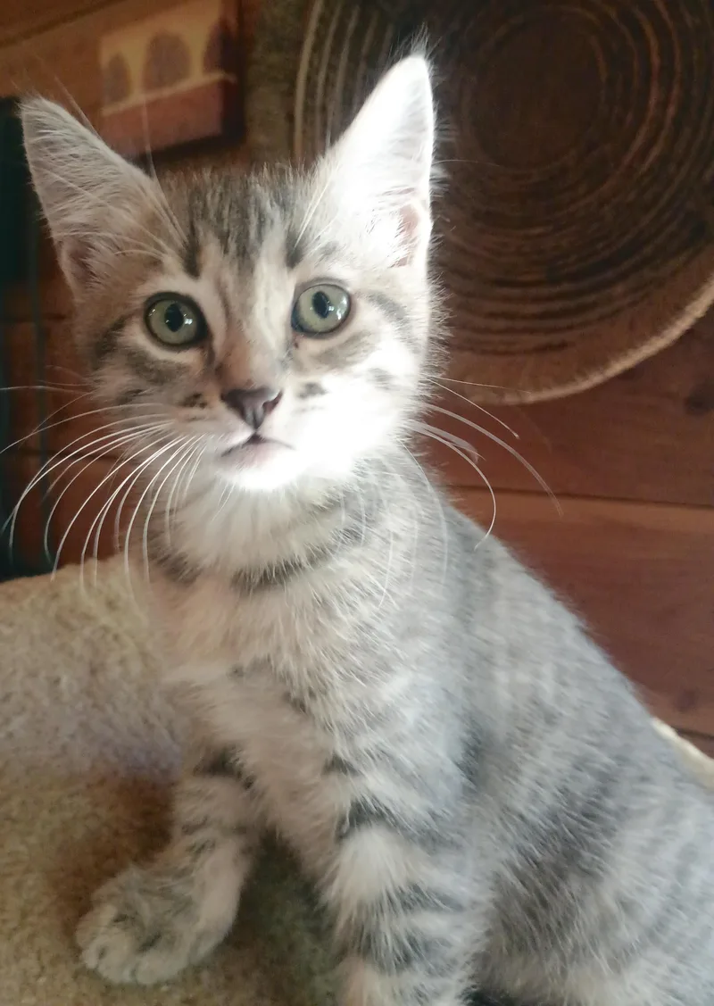 A baby medium-sized male Tabby (Gray / Blue / Silver) Domestic Short Hair cat named Cloud for adoption in Othello, WA