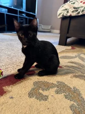 A baby medium-sized female Black Domestic Short Hair cat named Sonny for adoption in Mokena, IL