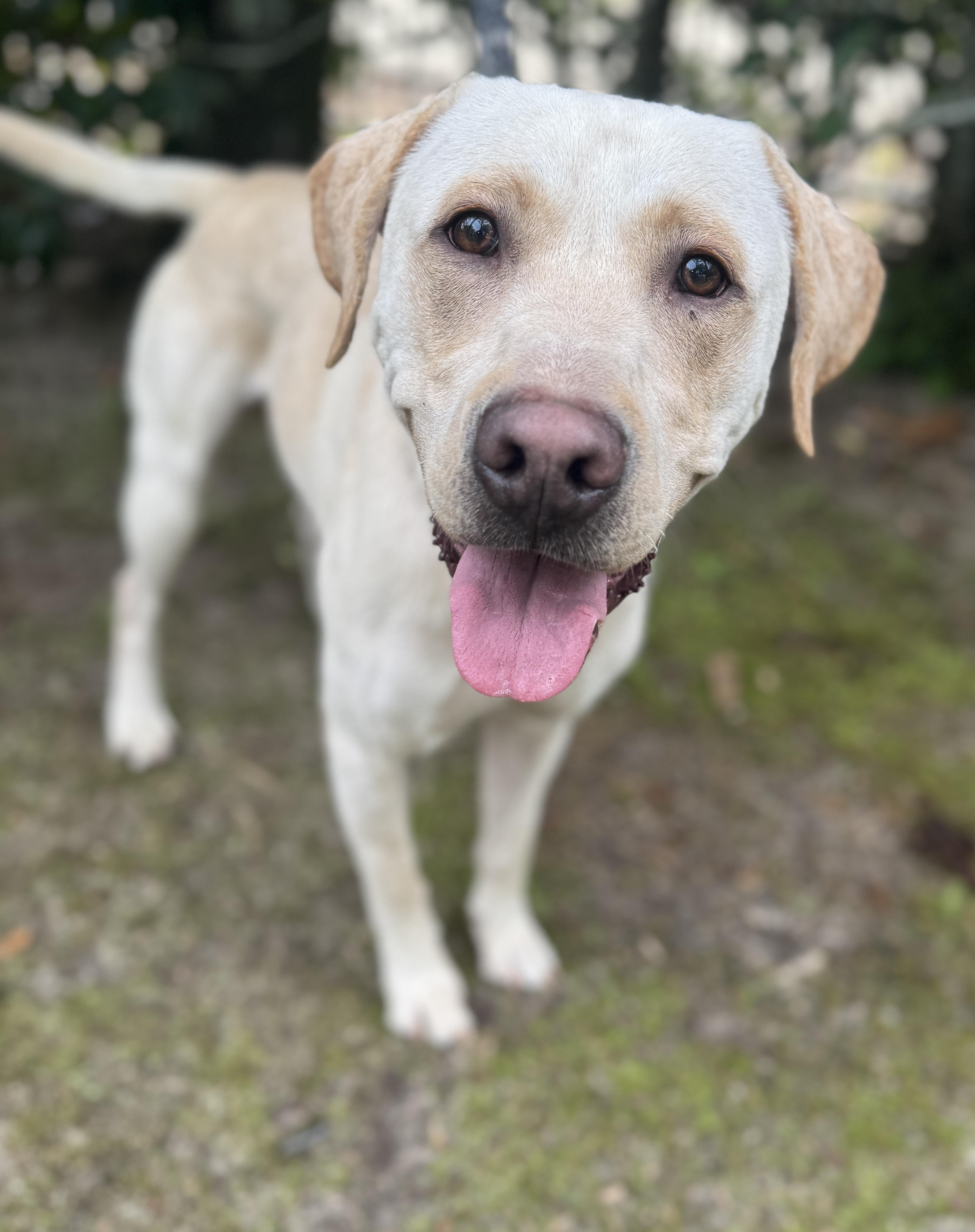 Archie