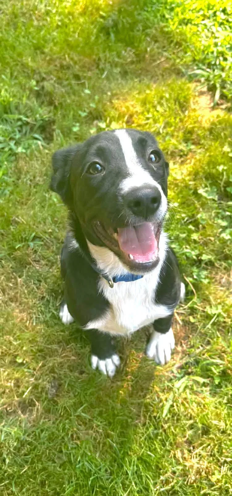 A baby medium-sized male Labrador Retriever dog named Hawk for adoption in Salamanca, NY