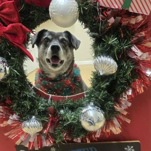 A senior medium-sized male Brindle Terrier dog named OllieAlabama for adoption in Rockaway, NJ