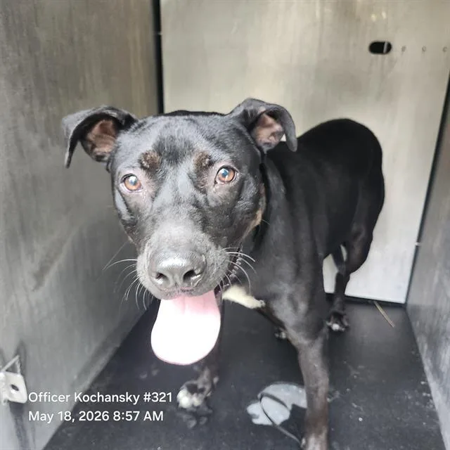 A young small-sized male American Staffordshire Terrier dog named Kevyn for adoption in San Antonio, TX