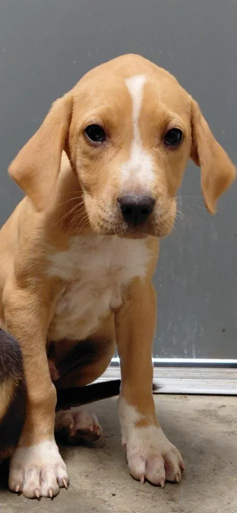A baby small-sized male Mixed Breed dog named Patrick for adoption in Henderson, NC