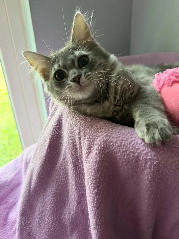 A baby small-sized female Gray / Blue / Silver Domestic Medium Hair cat named Zoey for adoption in Orlando, FL