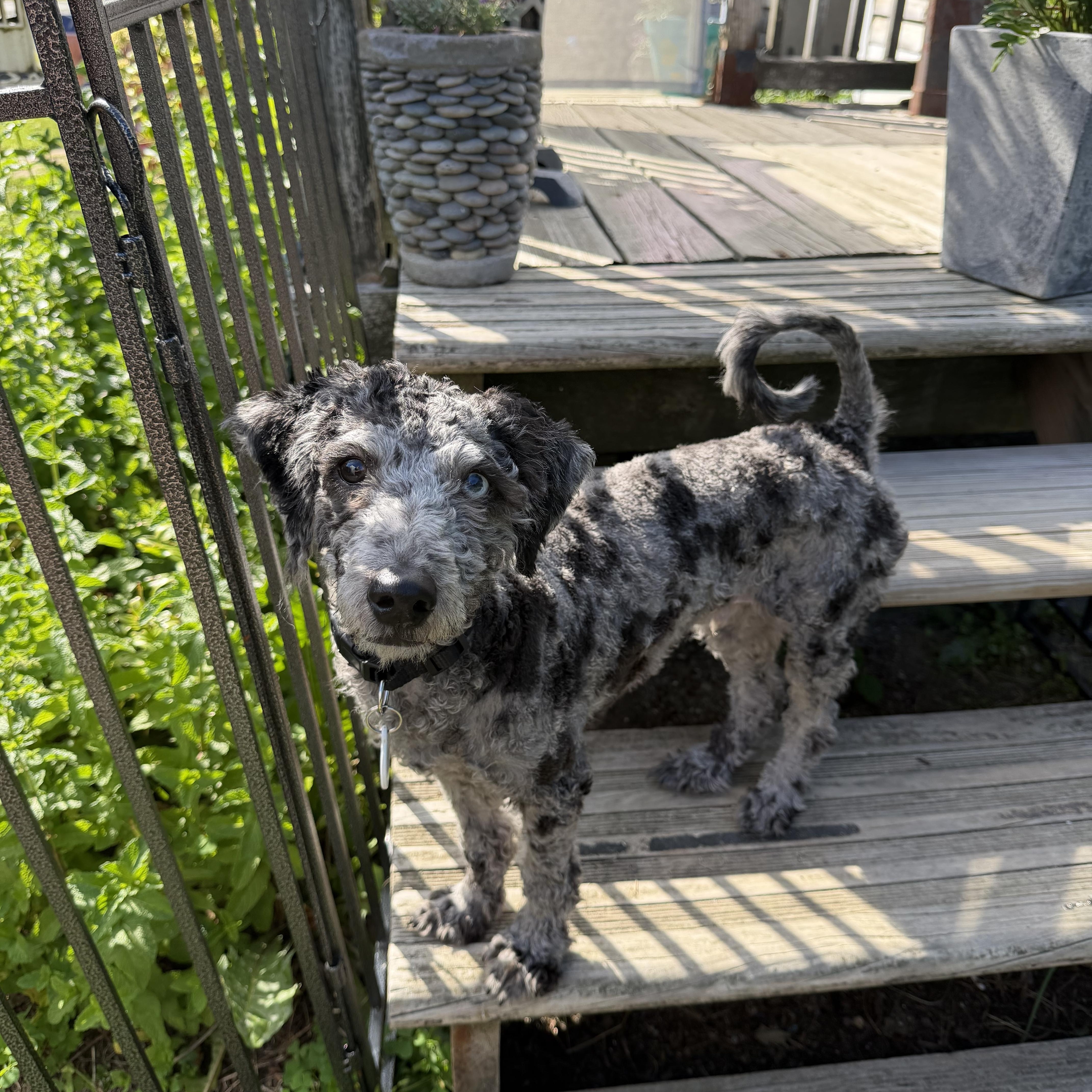 An adult medium-sized male Poodle dog named Azul for adoption in Portland, ME