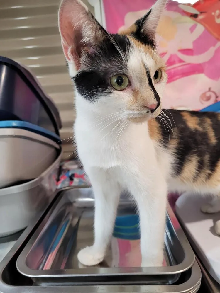 A baby small-sized female Domestic Short Hair cat named River for adoption in Linton, IN