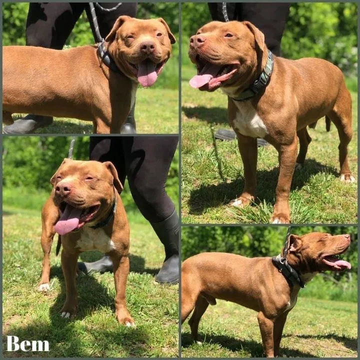 An adult medium-sized male Red / Chestnut / Orange Pit Bull Terrier dog named Bem for adoption in Huntington, WV