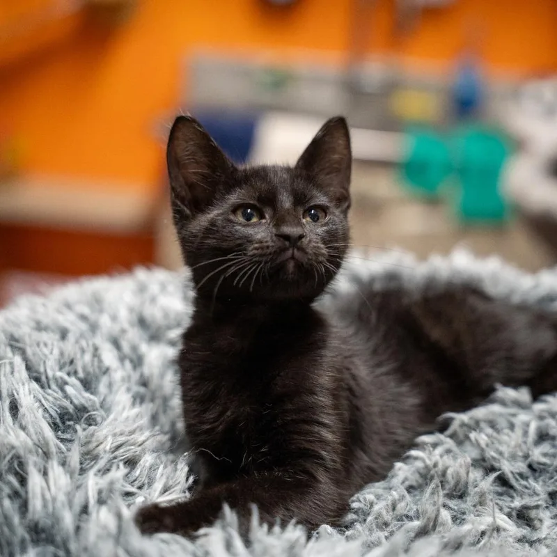 A baby small-sized male Black Domestic Short Hair cat named Firefly for adoption in Gainesville, GA