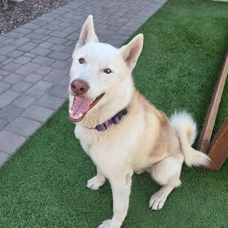 An adult large-sized male White / Cream Husky dog named Ranger for adoption in Phoenix, AZ